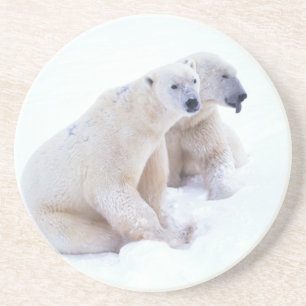 Porta-copos Duo do urso polar