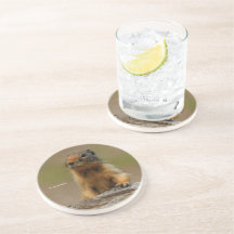 Engraçada Saucy Columbian Ground Squirrel