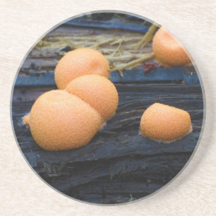 Porta-copos Epidendrum de Lycogala do limo de Groening do