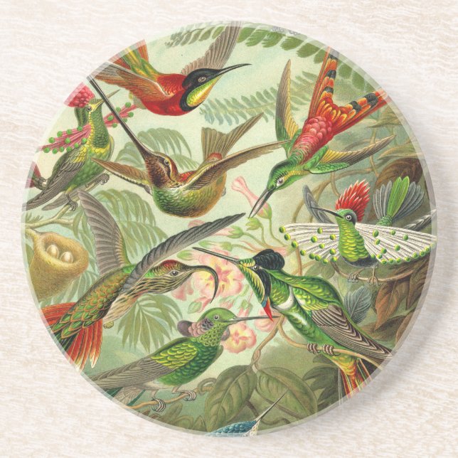 Porta-copos Ernst Haeckel Trochilidae Hummingbird (Frente)