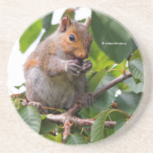 Esquilo de Cinzas oriental de Picada de Cereja