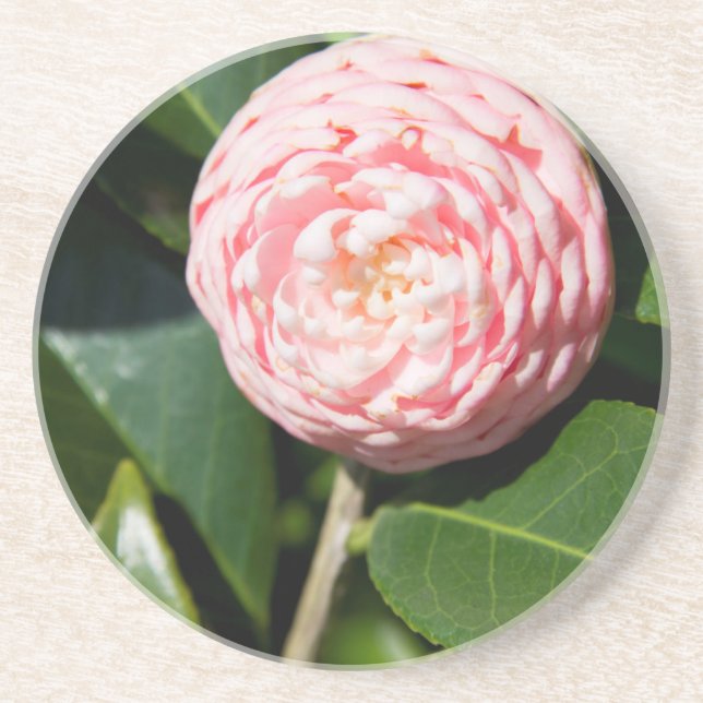 Porta-copos EUA, Alabama, Theodore perto de Mobile (Frente)