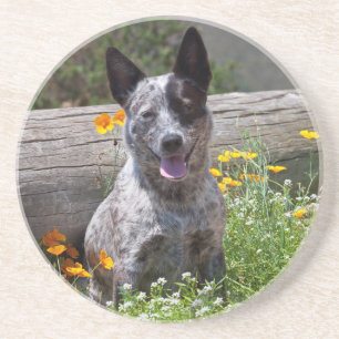 Porta-copos EUA, Califórnia. Curandeiro de Queensland que