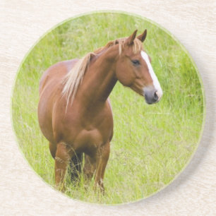 Porta-copos EUA, Washington, Cavalo em Campo de Primavera,