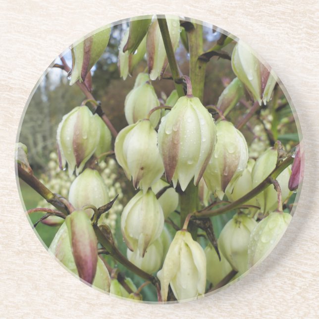 Porta-copos Fábrica de Yucca (Frente)