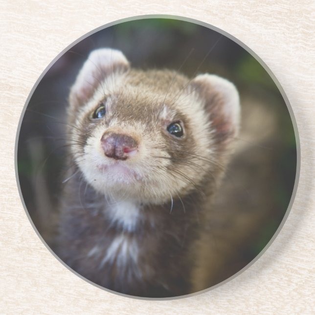 Porta-copos Ferret (Frente)