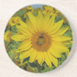 Porta-copos flor amarela do verão florescente