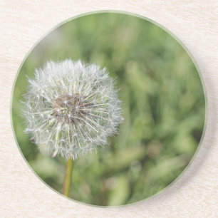 Porta-copos Flor de dandelion branco sobre grama verde
