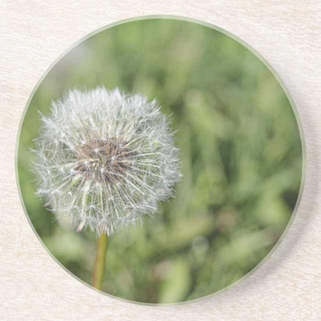 Porta-copos Flor de dandelion branco sobre grama verde (Frente)