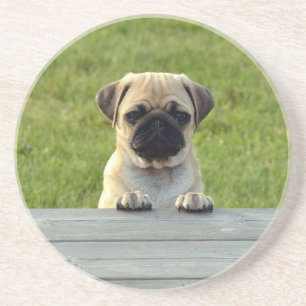 Porta-copos Foto Fofa de Cachorrinho Pug