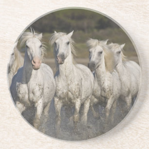 Porta-copos França, Camargue. Cavalos correm