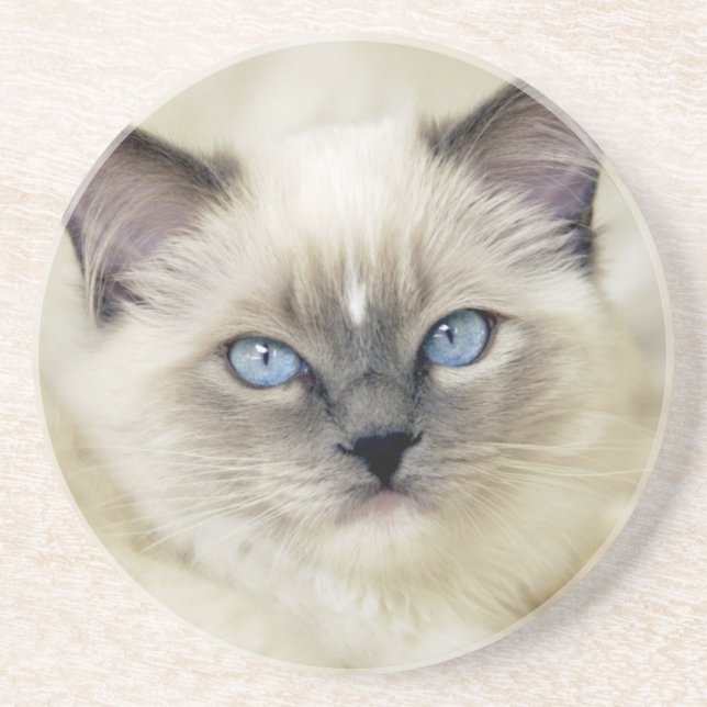 Porta-copos Gatinho Ragdoll (Frente)