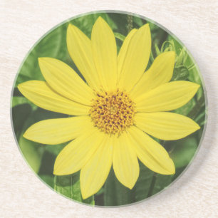Porta-copos Girassol 'Lemon Queen' Helianthus