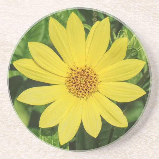 Porta-copos Girassol 'Lemon Queen' Helianthus (Frente)