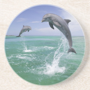 Porta-copos Golfinho-nariz-de-garrafa Tursiops truncatus