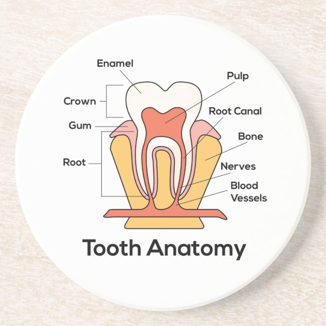 Porta-copos Gráfico de Anatomia dos Dentes (Frente)