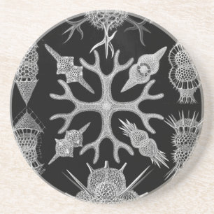 Porta-copos Haeckel