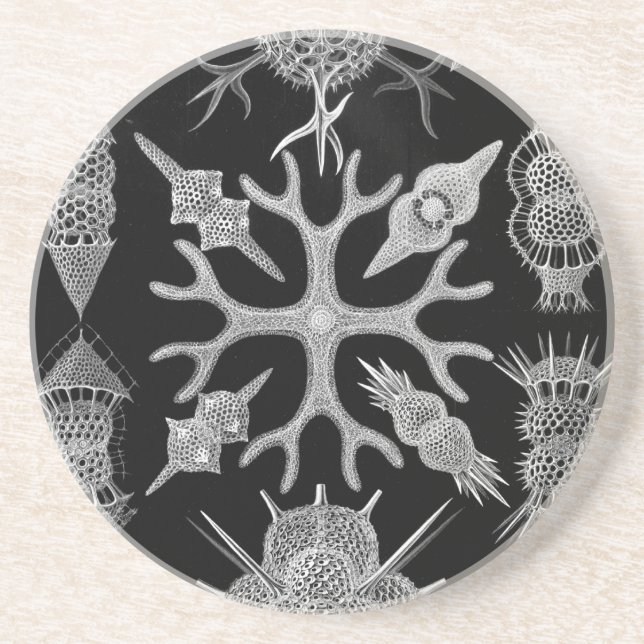 Porta-copos Haeckel (Frente)