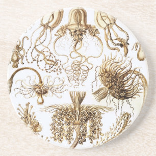 Porta-copos Haeckel