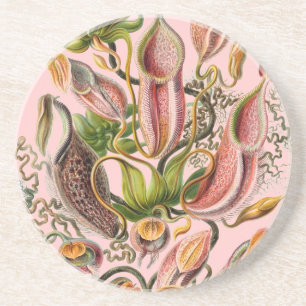 Porta-copos Haeckel