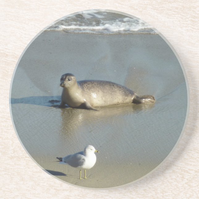 Porta-copos Harbor Seal em La Jolla California (Frente)