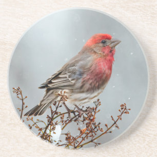 Porta-copos House Finch in Snow - Foto original