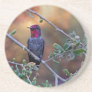 Porta-copos Hummingbird no pôr do sol