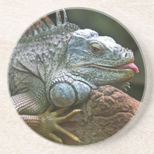 Porta copos Iguana