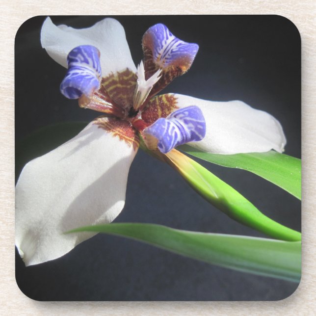 Porta copos Iris (Frente)