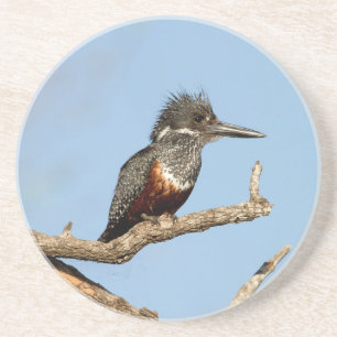 Porta-copos Kingfisher gigante