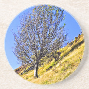 PORTA-COPOS L0NE TREE