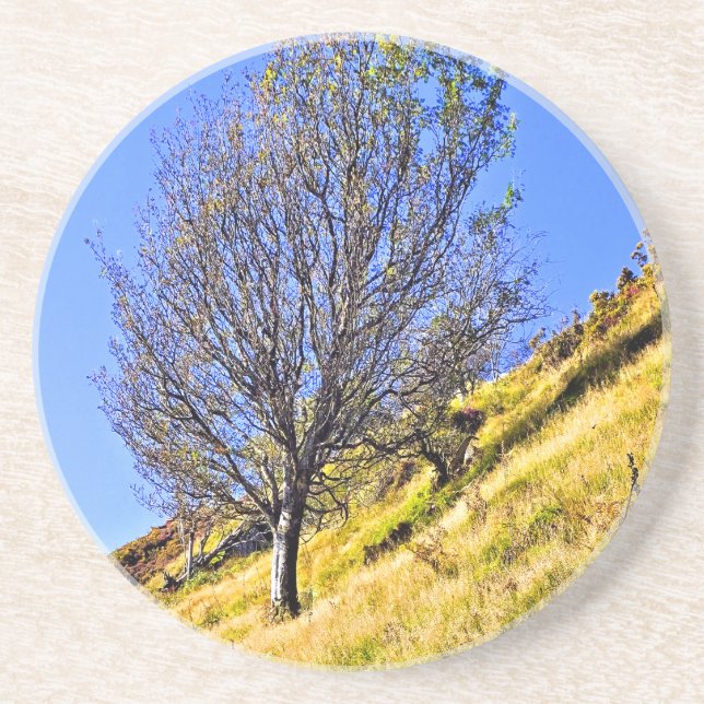 PORTA-COPOS L0NE TREE (Frente)