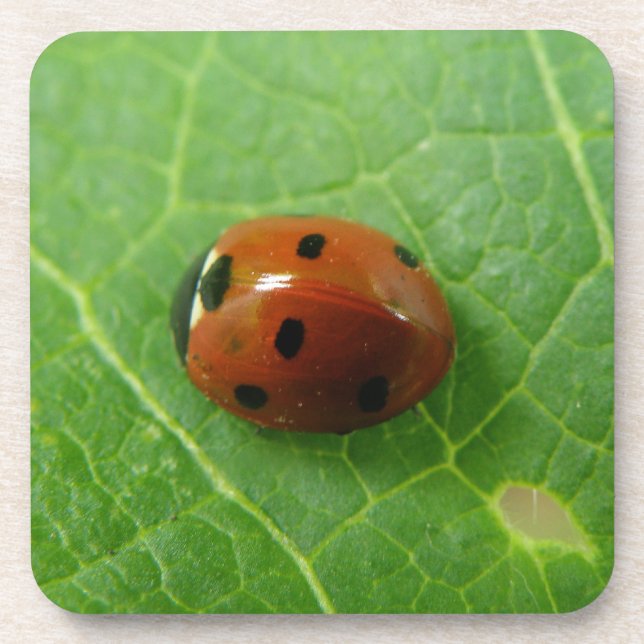 Porta copos Ladybug Cork (Frente)