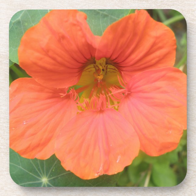 Porta copos Laranja Nasturtium Flower Cork (Frente)