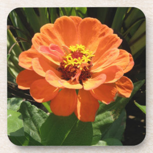 Porta copos Laranja Zinnia Cork