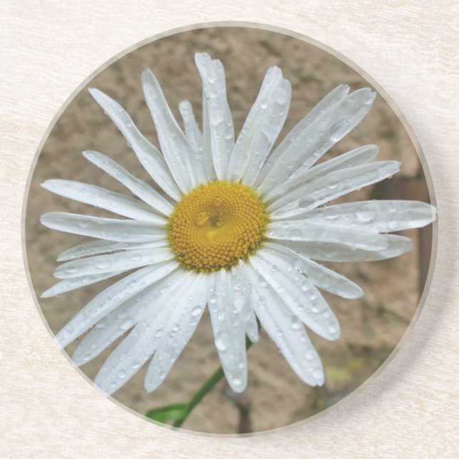 Porta-copos Leucanthemum Bloom (Frente)