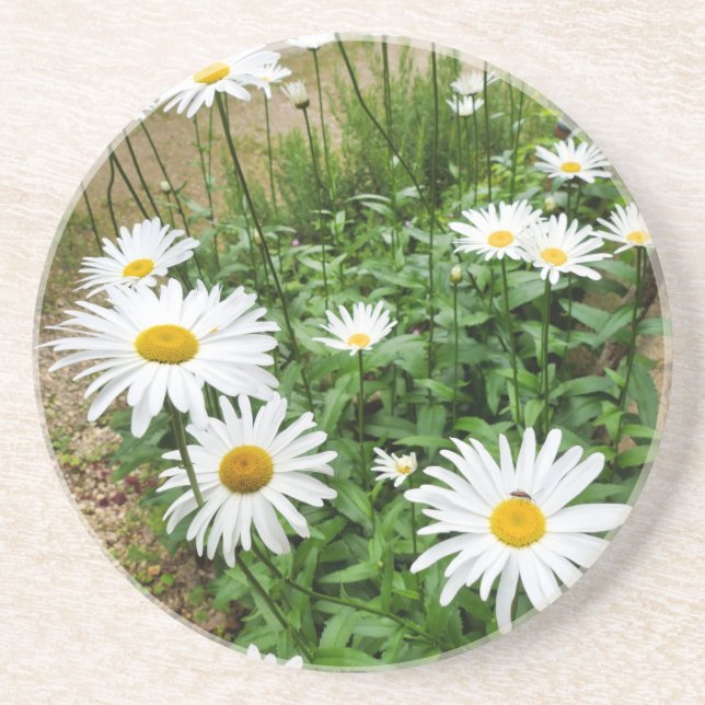 Porta-copos Leucanthemum Blooms (Frente)