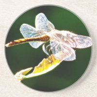 libélula transparente
