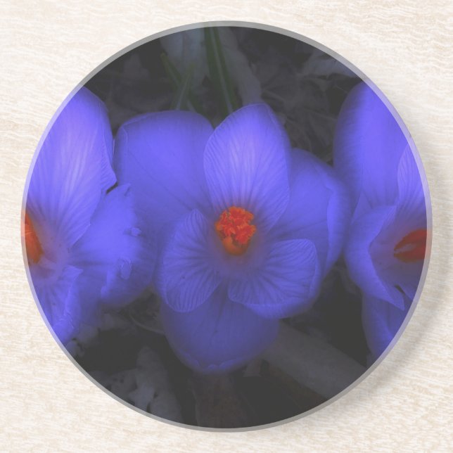 Porta-copos Lindos Blooms de Crocus Roxo (Frente)