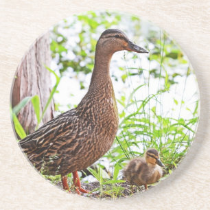 Porta-copos Mallard e Ducklings por Shirley Taylor