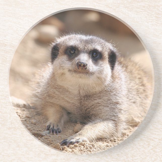Porta-copos Meerkat 174 (Frente)