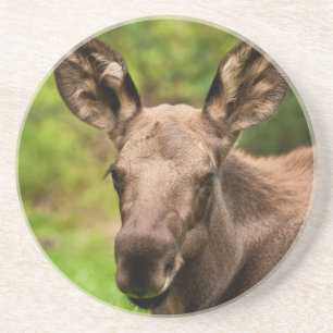 Porta-copos Moose Curiosa