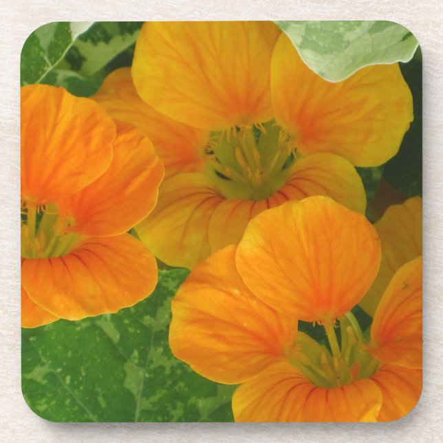 Porta copos Nasturtium (Frente)