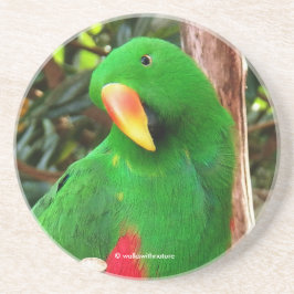 Porta-copos O Orador Verde Eclectus Parrot