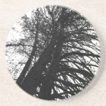 Olhe para cima nas árvores