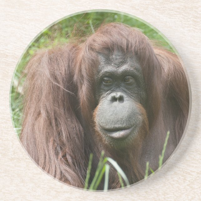 Porta-copos Orangutan (Frente)