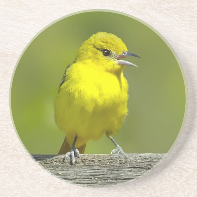 Porta-copos Orchard Oriole - Fotografia original (Frente)