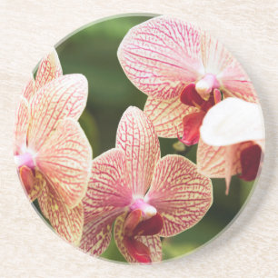 Porta-copos Orquídea híbrida laranja, África do Sul