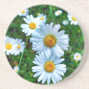 Porta-copos Ox-Eye Daisies