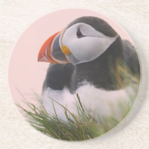 Porta-copos Papagaio-do-mar (Fratercula arctica)